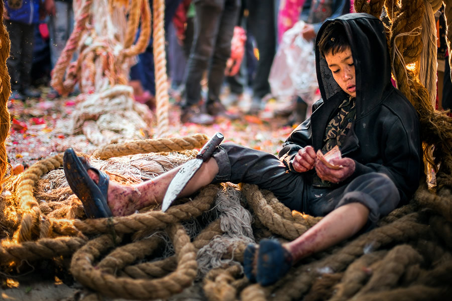 A young kid is taking rest under the chariot after animal sacrifice
